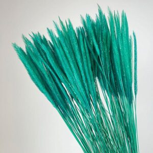 Caterpillar Grass, Turquoise Blue, Dried, 70g. 50cm