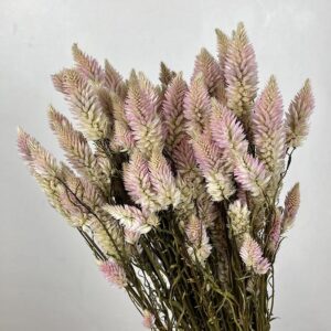 Celosia Flowers, Natural Pale Pink, Dried (Flamingo Feather) 50cm