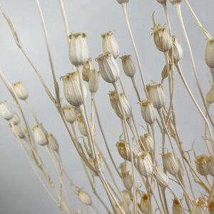 Corncockle Seed Pods, Bleached White, Dried 60-70cm