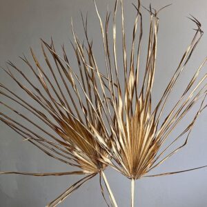 Chamaerops Palm Leaf, Metallic Warm Gold, Dried, 75-85cm