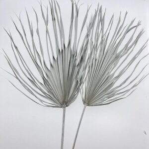 Chamaerops Palm Leaf, Vintage White, Dried, 75-80cm