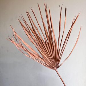 Chamaerops Palm Leaf, Pale Terracotta, Dried, 60-70cm