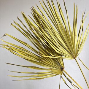 Chamaerops Palm Leaf, Ochre Yellow, Dried, 50-65cm