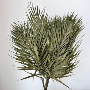 Chico Palms, Natural Dark Green, Dried, 65-70cm