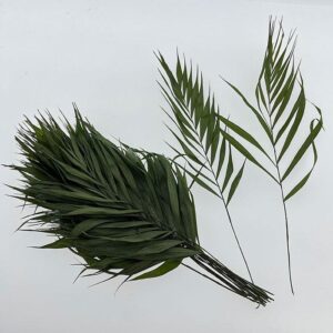 Chico Palms, Natural Dark Green, Dried, 45cm