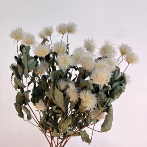 Old Man’s Beard, Natural White, Dried (Clematis Kibo) 60cm