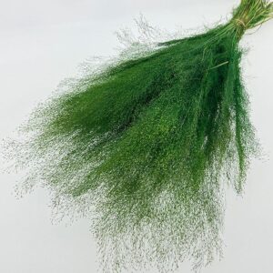 Cloud Grass, Green, Dried (Agrostis) 60cm