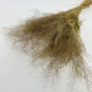 Cloud Grass, Natural Hues, Dried (Agrostis) 60cm