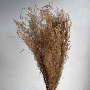 Cloud Grass, Natural Light Brown, Dried (Agrostis) 50cm