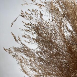 Cloud Grass, Natural Light Brown, Dried (Agrostis) 50cm