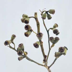 Eucalyptus, Dried Conical Gum Nuts, Natural Sage Green