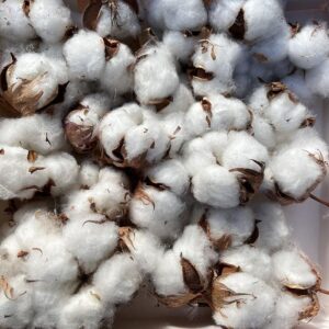 Cotton Balls, Loose, Natural Dried