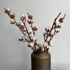 Cotton Branches, Natural, Dried, 13 bolls, 80cm ~ PREMIUM