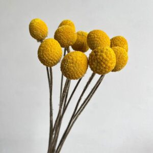 Craspedia, Natural Yellow, Dried, (Billy Buttons) Medium, 60cm