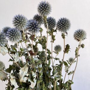 Echinops, Natural Blue, Dried (Globe Thistle) 65cm