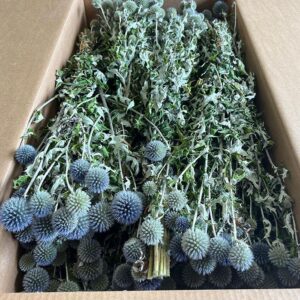 Echinops, Natural Blue, Dried (Globe Thistle) ~ BOX DEAL