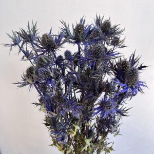 Eryngium Blue Star, Natural Blue, Dried (Thistles) 45-50cm