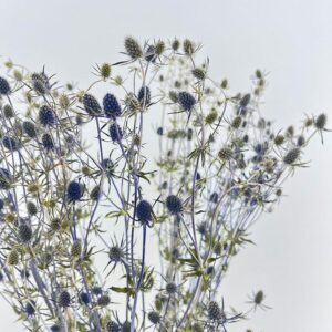 Eryngium Tall Blue, Natural Blue, Dried (Thistles) 90cm