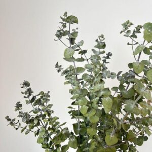 Eucalyptus Baby Blue, Natural Sage Green to Grey, Dried, 65cm