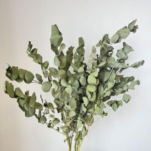 Eucalyptus Cinerea, Natural Sage Grey, Dried, 70cm