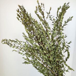 Eucalyptus Parvifolia, Natural Green, Dried, 70cm ~ Large Bunch