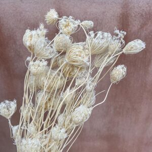 Fennel, Dried Seed Heads, White, up to 80cm