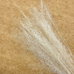 Fountain Grass, White, Dried, 80cm