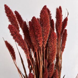 Foxtail Millet, Burnt Orange, Dried (Setaria pendula) 60-70cm