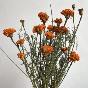 French Marigolds, Natural Dark Orange, Dried, (Tagetes) 50-60cm