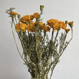 French Marigolds, Natural Yellow, Dried (Tagetes) 50-60cm