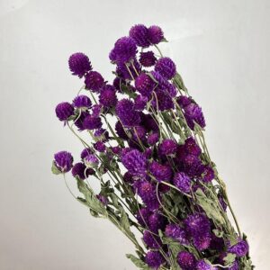 Globe Amaranth, Natural Purple, Dried (Gomphrena) up to 70cm