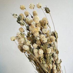 Globe Amaranth, Natural White, Dried (Gomphrena) 60cm