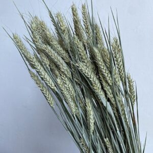 Wheat Dried Bunch, Natural Pale Green to Light Brown (Triticum) 70cm