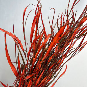 Grevillea Foliage, Orange Ombré, Dried, up to 90cm