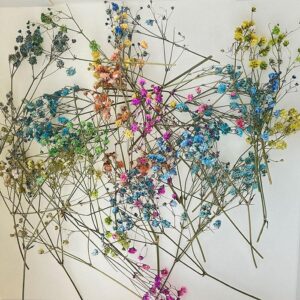 Gypsophila, Cosmic, Dried Loose Sprigs, Rainbow Mix (Baby’s Breath)