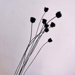 Happy Flower, Black, Dried (Jazilda) 30-40cm