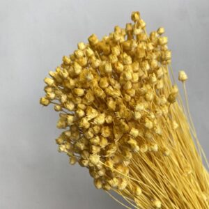 Happy Flower, Pale Yellow, Dried (Jazilda) 50cm