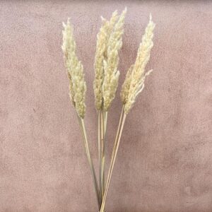 Erianthus Grass, Natural Honey Ivory, Dried (Hardy Pampas) up to 115cm