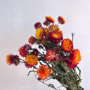 Helichrysum brac. Natural Orange to Burnt Orange, Dried (Strawflowers) 50cm