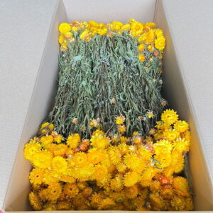 Helichrysum brac. Natural Yellow, Dried (Strawflowers) 50cm ~ BOX DEAL
