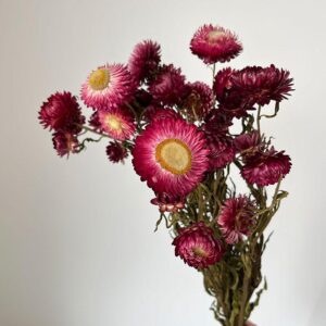 Helichrysum brac. Natural Deep Pink, Dried (Strawflowers) 45cm