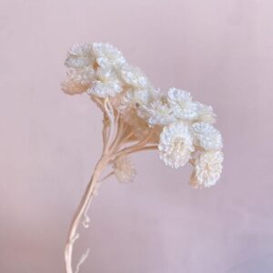 Immortelle, White, Dried, 45cm