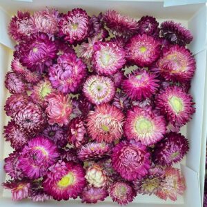 Helichrysum brac. Dried Loose Flower Heads, Natural Deep Pink (Straw Flowers) 50g