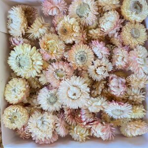 Helichrysum brac. Dried Loose Flower Heads, Natural Pale Pink to Cream (Strawflowers) 500g
