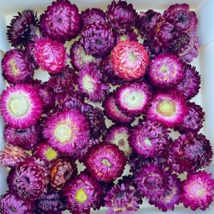 Helichrysum brac. Dried Loose Flower Heads, Natural Magenata Purple (Strawflowers) 50g