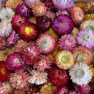 Helichrysum brac. Dried Loose Flower Heads, Natural Mix (Strawflowers) 500g