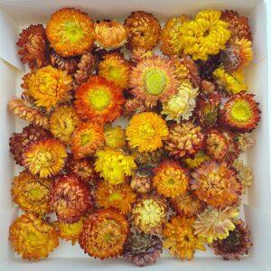 Helichrysum brac. Dried Loose Flower Heads, Natural Orange (Strawflowers) 500g