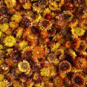 Helichrysum brac. Dried Loose Flower Heads, Natural Deep Orange (Strawflowers) 500g