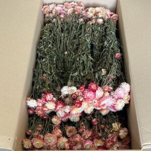 Helichrysum brac. Natural Pink Shades, Dried (Strawflowers) 50cm ~ BOX DEAL