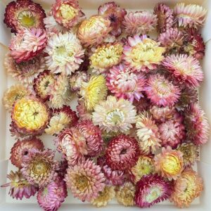 Helichrysum brac. Dried Loose Flower Heads, Natural Pale Pink (Strawflowers) 500g